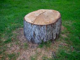 Best Commercial Tree Services  in Fetters Hot Springs Agua Liente, CA