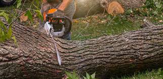 Best Tree Mulching  in Fetters Hot Springs Agua Liente, CA