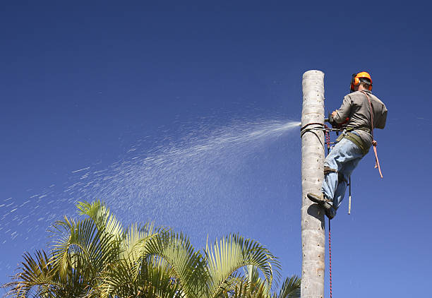 How Our Tree Care Process Works  in  Fetters Hot Springs Agua Caliente, CA