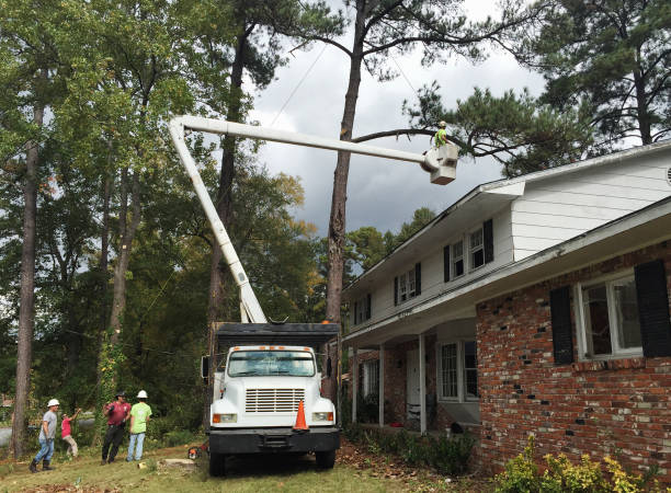 Best Hazardous Tree Removal  in Fetters Hot Springs Agua Liente, CA