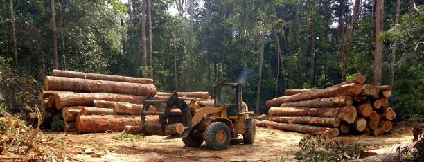 Best Tree Cabling and Bracing  in Fetters Hot Springs Agua Liente, CA