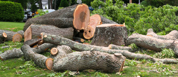 Best Tree Trimming and Pruning  in Fetters Hot Springs Agua Liente, CA