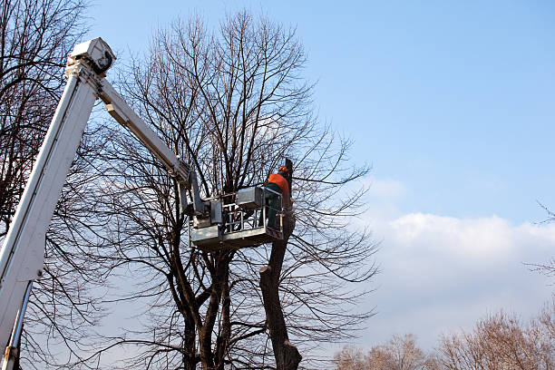 Best Tree Maintenance Programs  in Fetters Hot Springs Agua Liente, CA