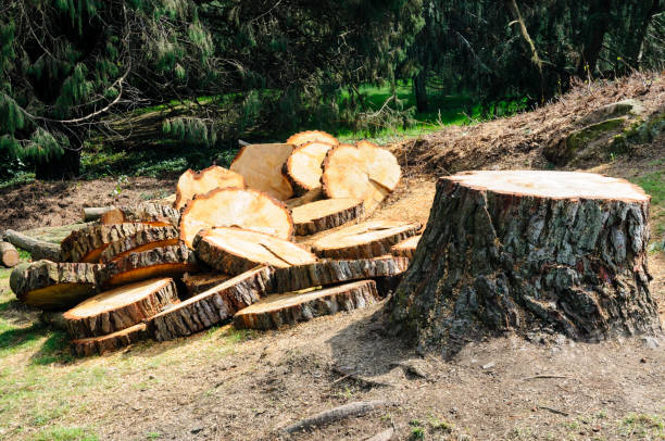 How Our Tree Care Process Works  in  Fetters Hot Springs Agua Caliente, CA